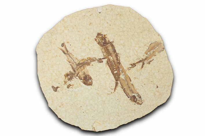 Fossil Fish (Knightia) Mortality Plate - Wyoming #339045